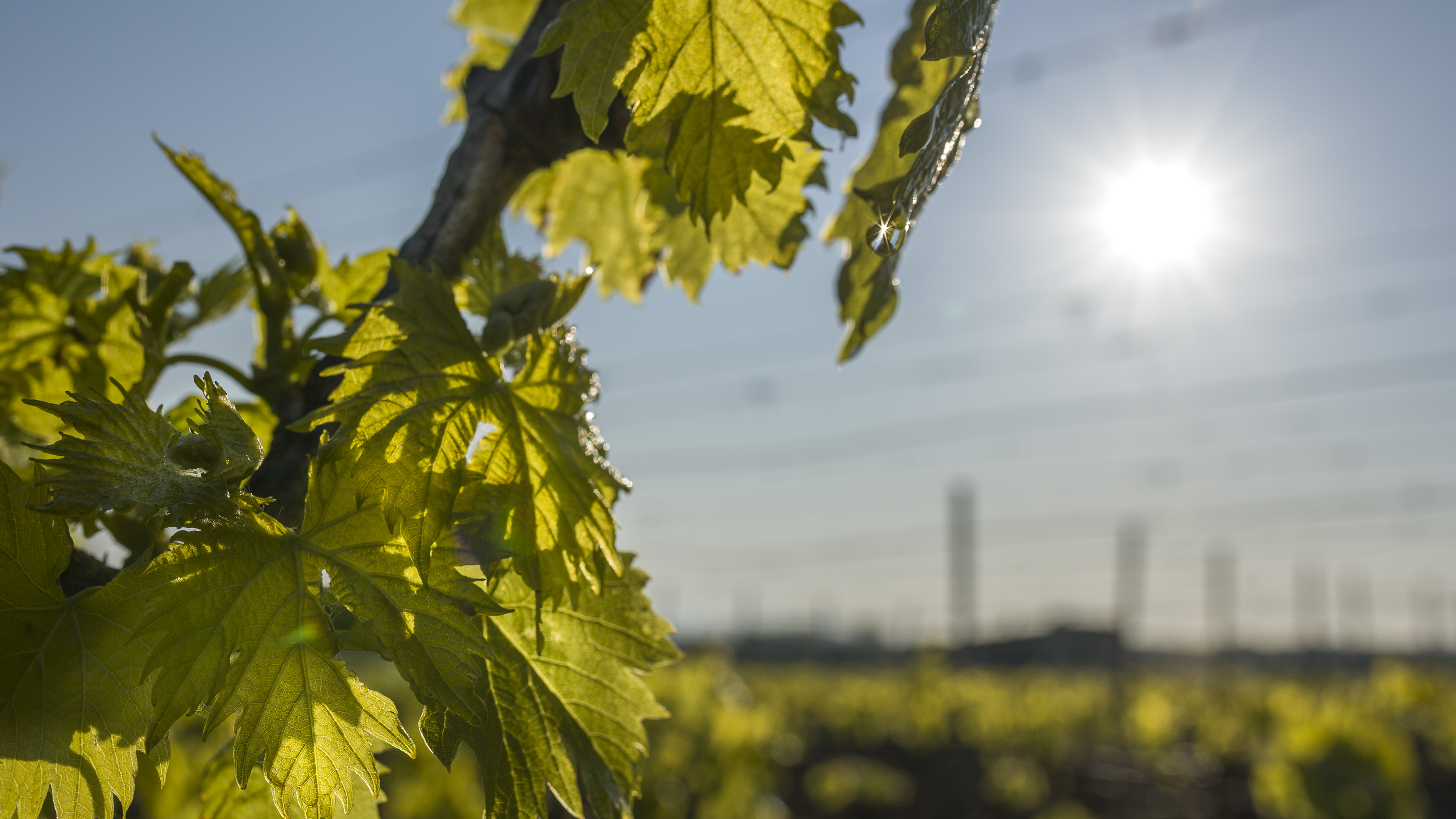 Wine, Olive & Heritage Festival